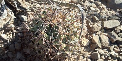 Coryphantha difficilis, photographed by Leticia Jiménez Hernández