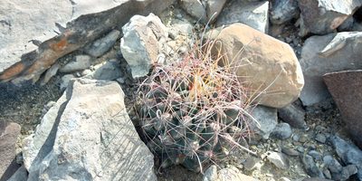 Ferocactus hamatacanthus, photographed by Leticia Jiménez Hernández