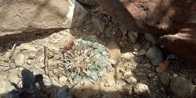 Echinocactus horizonthalonius, photographed by Leticia Jiménez Hernández