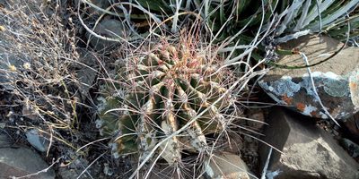 Ferocactus hamatacanthus, photographed by Leticia Jiménez Hernández