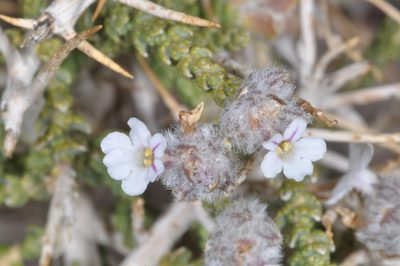 Aloysia deserticola, photographed by aacocucci
