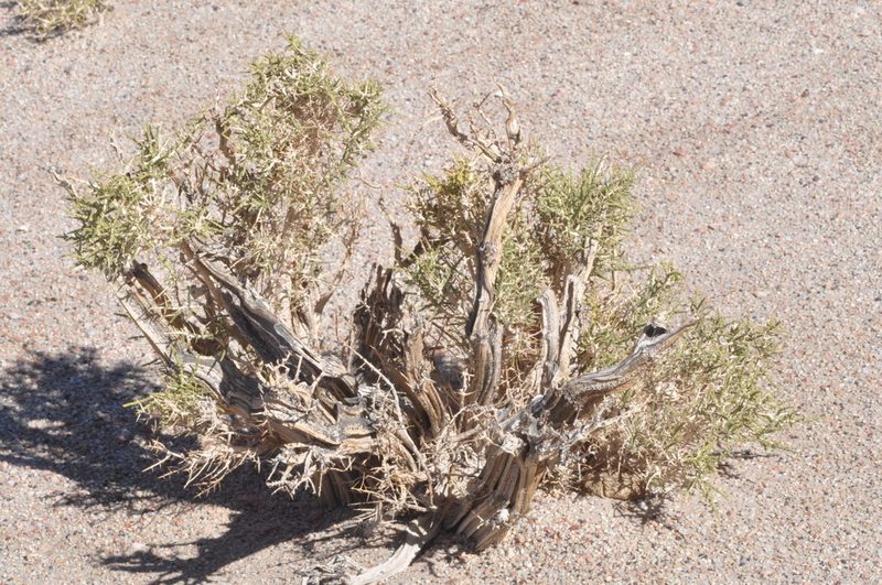 Aloysia deserticola, photographed by aacocucci