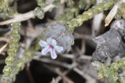 Aloysia deserticola, photographed by aacocucci