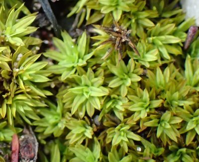 Tortula atrovirens, photographed by Nicola van Berkel