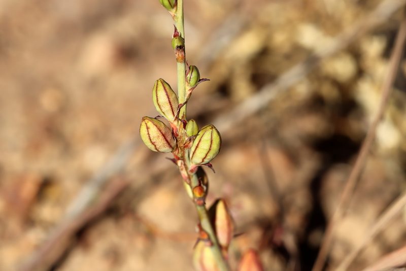 Tritoniopsis elongata, photographed by Cecile Roux