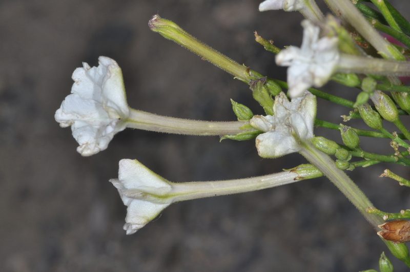Nicotiana paa, photographed by aacocucci