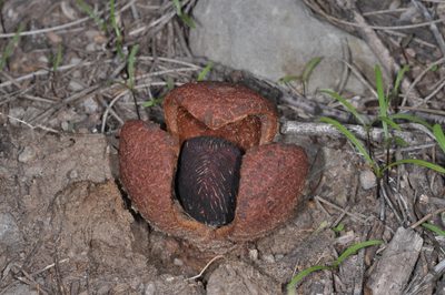 Prosopanche americana, photographed by aacocucci