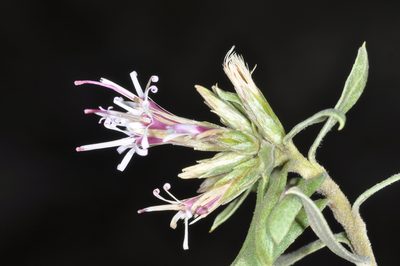Gochnatia glutinosa, photographed by aacocucci
