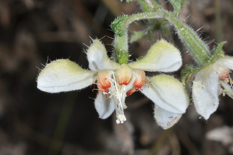 Caiophora cernua, photographed by aacocucci
