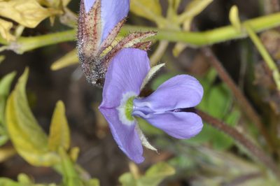 Poissonia heterantha, photographed by aacocucci