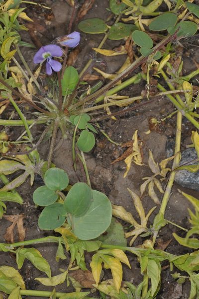 Poissonia heterantha, photographed by aacocucci