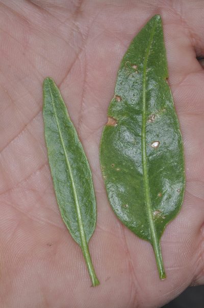 Nicotiana paa, photographed by aacocucci