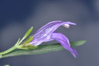 Poikilacanthus tweedieanus, photographed by aacocucci