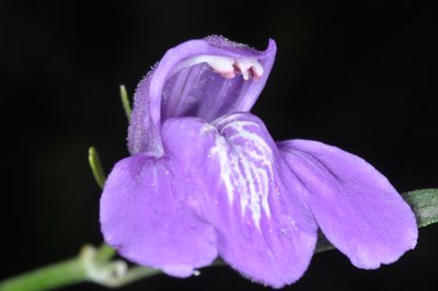 Poikilacanthus tweedieanus, photographed by aacocucci