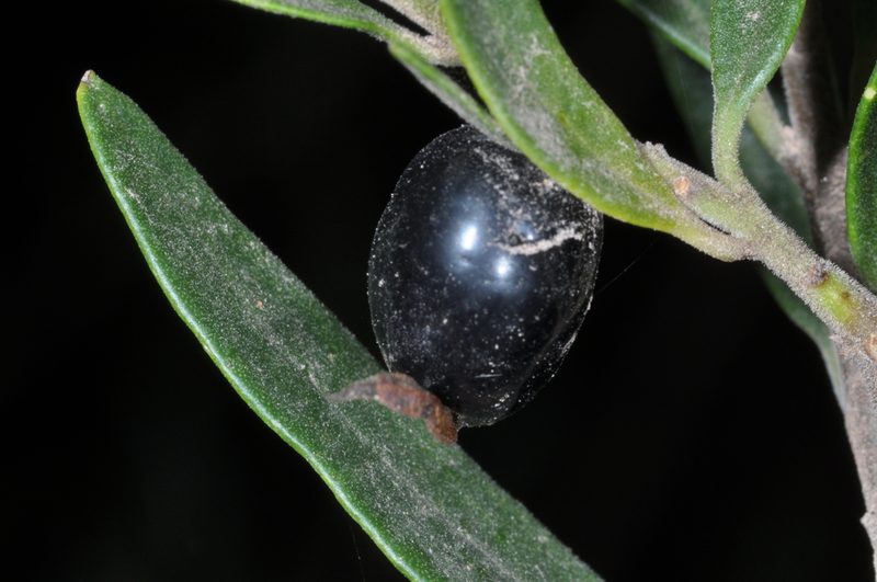 Monttea schickendantzii, photographed by aacocucci