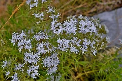 Drypis spinosa, photographed by Kostas Zontanos