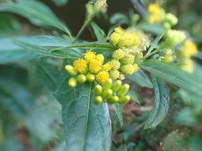 Neurolaena lobata, photographed by keesgroenendijk