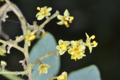 Schinopsis lorentzii, photographed by aacocucci