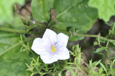 Nierembergia linariifolia, photographed by aacocucci
