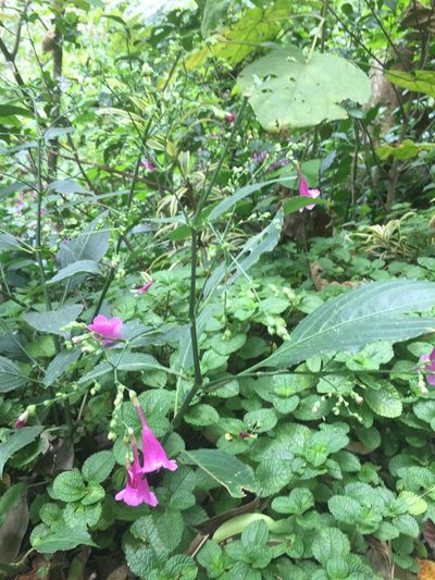 Strobilanthes hamiltoniana, photographed by Scott Loarie