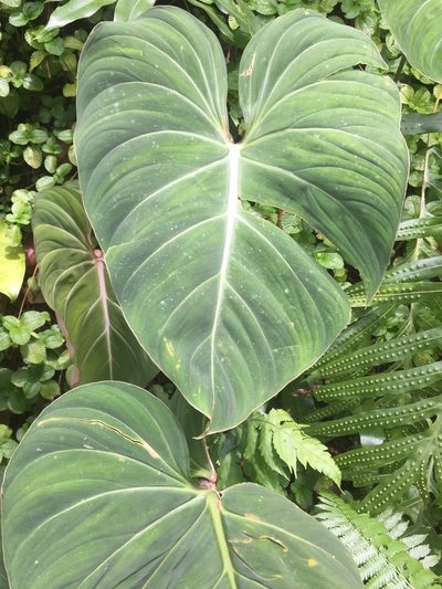 Philodendron gloriosum, photographed by Scott Loarie