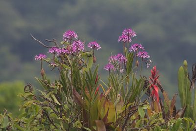 Epidendrum flexuosum, photographed by Brian Gratwicke