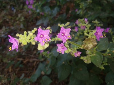 Mirabilis viscosa, photographed by Francisco Emilio Roldán Velasco