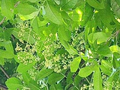Ehretia tinifolia, photographed by Francisco Emilio Roldán Velasco