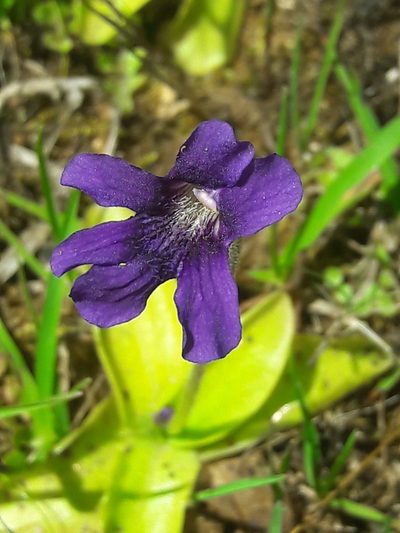 Pinguicula grandiflora, photographed by Denis Bastianelli
