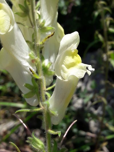 Antirrhinum braun-blanquetii, photographed by Denis Bastianelli
