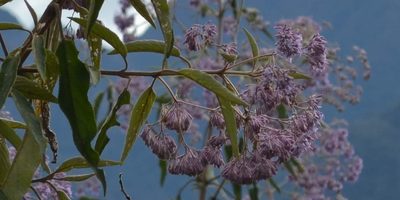 Condea tafallae, photographed by Zac Peterson