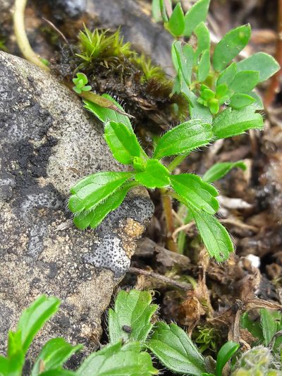 Sideritis hyssopifolia, photographed by Denis Bastianelli