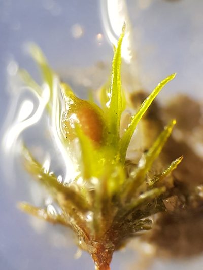 Weissia angustifolia, photographed by Jonathan Hughes