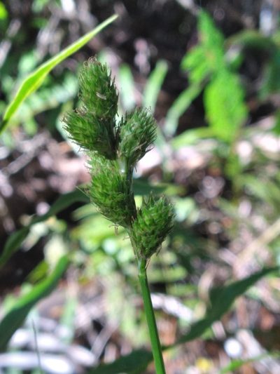 Carex vexans, photographed by Scott Ward