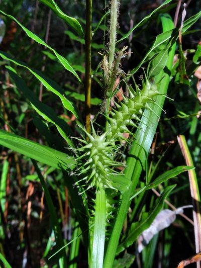 Carex gigantea, photographed by Scott Ward