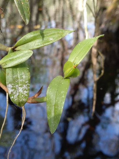 Prosthechea pygmaea, photographed by Scott Ward
