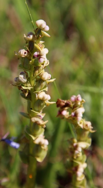 Disperis cardiophora, photographed by Tony Rebelo
