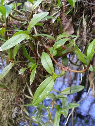 Prosthechea pygmaea, photographed by Scott Ward