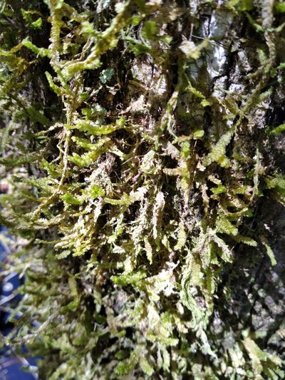 Neckeropsis undulata, photographed by Scott Ward