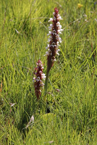Satyrium sphaerocarpum, photographed by Tony Rebelo