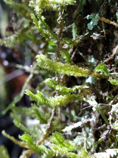 Neckeropsis undulata, photographed by Scott Ward