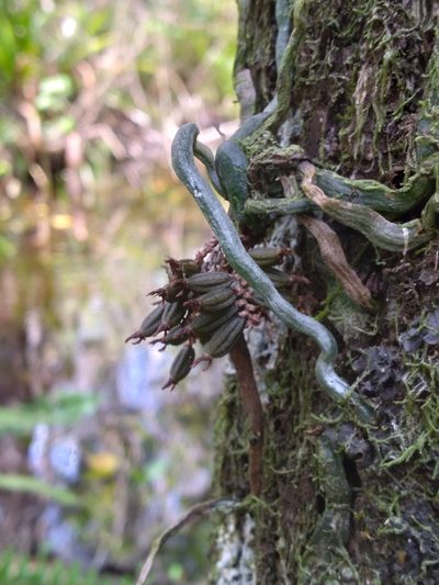 Campylocentrum pachyrrhizum, photographed by Scott Ward