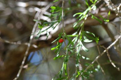 Lycium carolinianum, photographed by brycelee