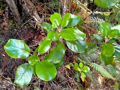 Brachyglottis rotundifolia, photographed by John Barkla