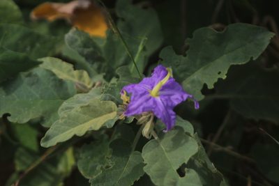 Solanum houstonii, photographed by Juan Cruzado Cortés