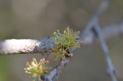 Forestiera segregata, photographed by brycelee