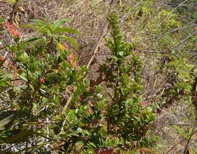 Demosthenesia spectabilis, photographed by Zac Peterson