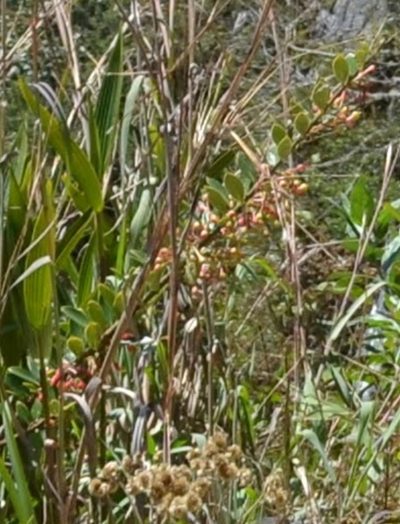 Demosthenesia spectabilis, photographed by Zac Peterson