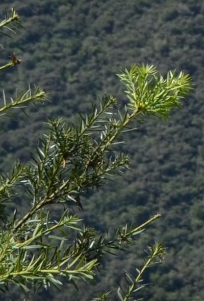 Podocarpus glomeratus, photographed by Zac Peterson