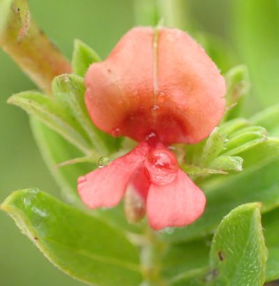 Indigofera poliotes, photographed by Nicola van Berkel